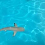 Moorea Lagoon Cruise 3 hours Snorkeling Tour - Who Will Love This Tour?