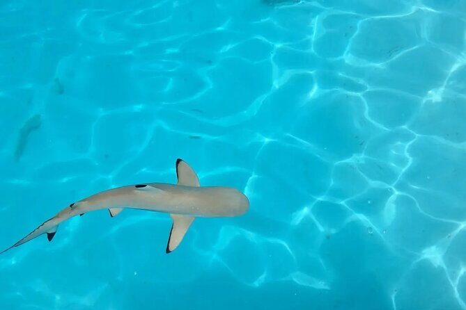 Moorea Lagoon Cruise 3 hours Snorkeling Tour - Who Will Love This Tour?