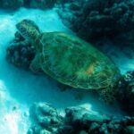 Moorea Lagoon Tour by Transparent Kayak - Final Reflection