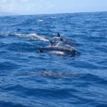 Moorea Private Boat Tour / Sea Scooter Snorkeling Tour - Detailed Breakdown of the Itinerary and Experience