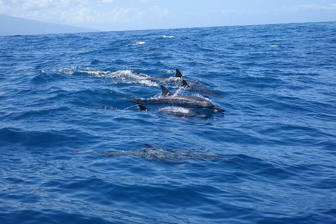 Moorea Private Boat Tour / Sea Scooter Snorkeling Tour - Detailed Breakdown of the Itinerary and Experience