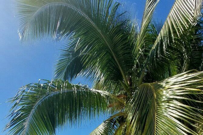 Moorea Private Full Day Tour - Frequently Asked Questions