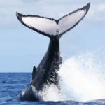 Moorea: Whale watching adventure - An In-Depth Look at Moorea’s Whale Watching Adventure