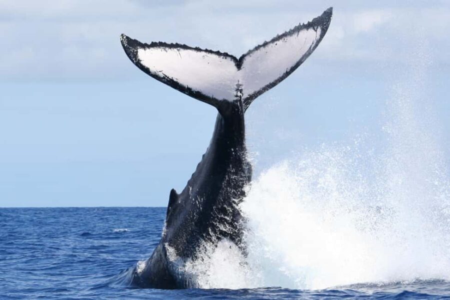 Moorea: Whale watching adventure - An In-Depth Look at Moorea’s Whale Watching Adventure