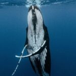 Moorea Whales Watching and Swimming Half Day Shared Tour - In-Depth Review of the Moorea Whale Tour Experience