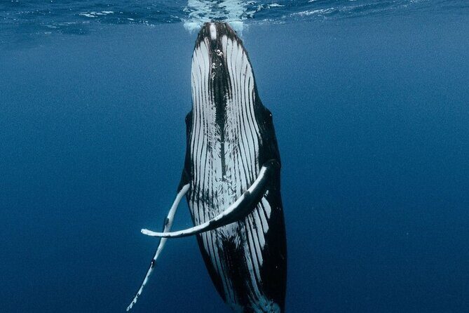 Moorea Whales Watching and Swimming Half Day Shared Tour - In-Depth Review of the Moorea Whale Tour Experience