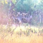 Moose Safari  Dovre & Lesja Aktiv - An In-Depth Look at the Moose Safari Experience