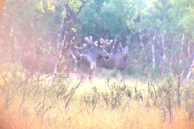 Moose Safari  Dovre & Lesja Aktiv - An In-Depth Look at the Moose Safari Experience