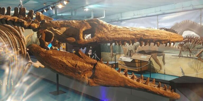 Morden, Manitoba: Full-Day Fossil Dig Tour with Instructor - The Value of This Fossil Dig Experience