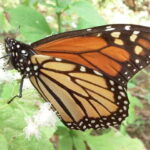 Morelia: Monarch Butterfly Tour - What to Expect and How to Prepare