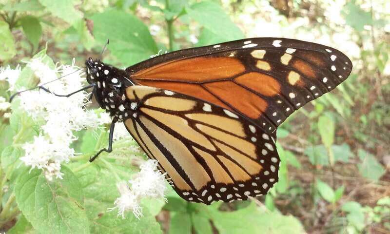 Morelia: Monarch Butterfly Tour - What to Expect and How to Prepare