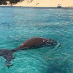 Moreton Island Eco Marine Safari Cruise and Snorkel - The Full Experience: A Step-by-Step Breakdown