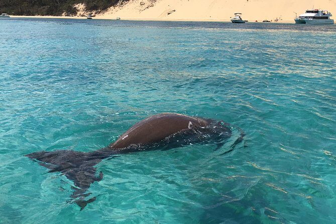 Moreton Island Eco Marine Safari Cruise and Snorkel - The Full Experience: A Step-by-Step Breakdown