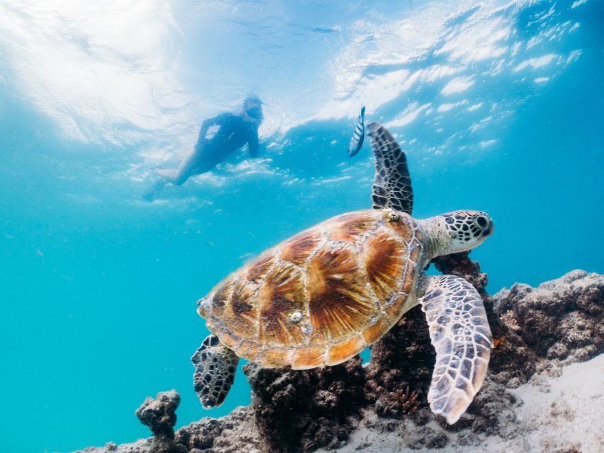 Moreton Island: Marine Discovery Cruise & Dolphin Viewing - What We Love and What to Keep in Mind
