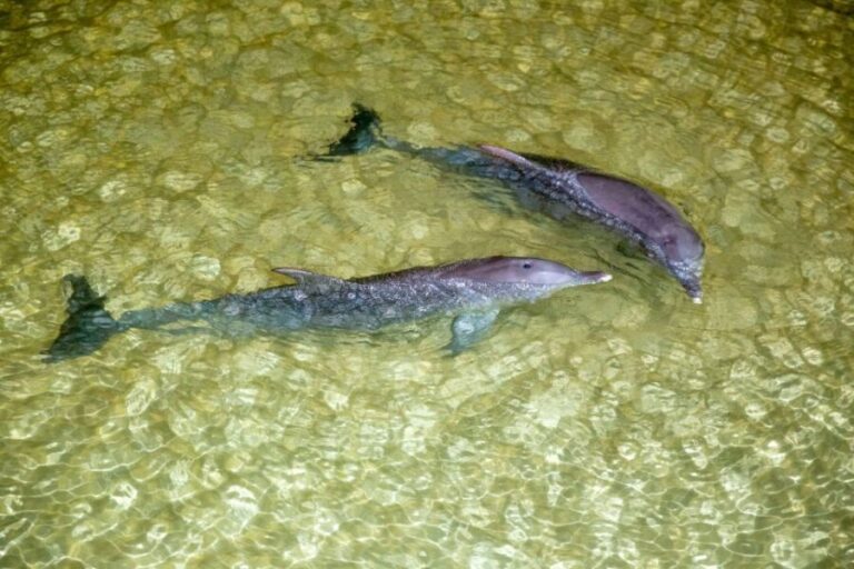 Moreton Island: Tangalooma ATV Quad Bike and Dolphin Viewing - The Dolphin Experience: Sunset Magic