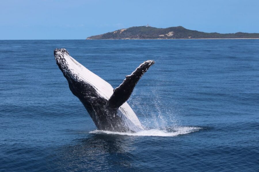 Moreton Island: Tangalooma Day Trip & Whale Watching Cruise - Detailed Review of the Moreton Island & Whale Watching Experience