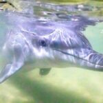 Moreton Island: Tangalooma Snorkeling Tour & Dolphin Feeding - How the Experience Adds Up: Analyzing Value and Practicality