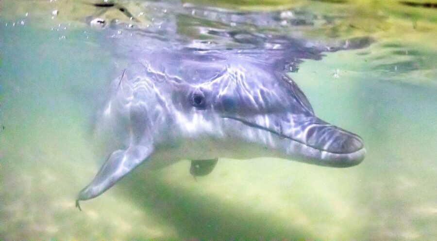 Moreton Island: Tangalooma Snorkeling Tour & Dolphin Feeding - How the Experience Adds Up: Analyzing Value and Practicality