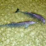 Moreton Island: Tangalooma Snorkelling with Dolphin Viewing - Summary & Final Thoughts