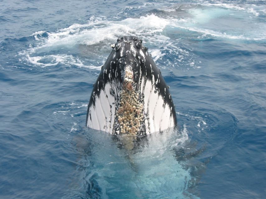 Moreton Island: Tangalooma Whale Watching & Dolphin Feeding - Midday: Whale Watching Cruise