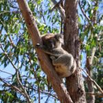 Morialta Wilderness and Wildlife Hike - Who Should Consider This Tour?