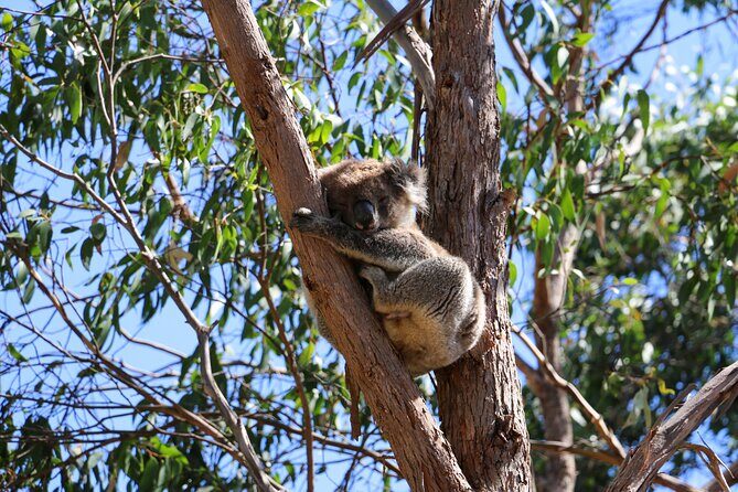 Morialta Wilderness and Wildlife Hike - Who Should Consider This Tour?
