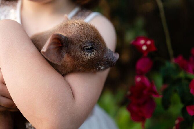 Morning Farm Experience near Gympie & Noosa - FAQs