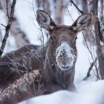 Morning hike in Abisko National Park - Final Thoughts: Is It Worth It?
