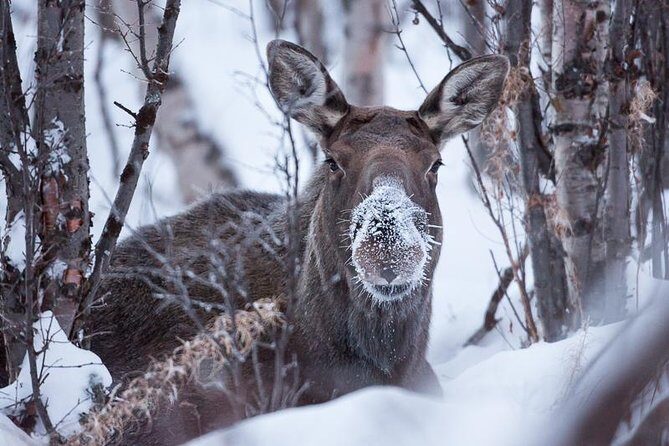 Morning hike in Abisko National Park - Final Thoughts: Is It Worth It?