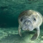 Morning Swim and Snorkel with Manatees-Guided Crystal River Tour - Practical Tips for Your Tour