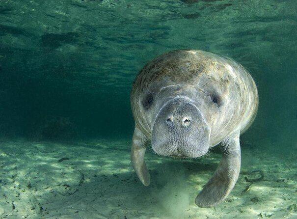 Morning Swim and Snorkel with Manatees-Guided Crystal River Tour - Practical Tips for Your Tour