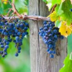 Mornington Peninsula Private Car Winery Tour.1-7 People One Car Price. - Practical Details and What to Expect