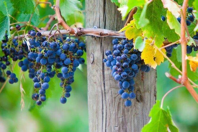 Mornington Peninsula Private Car Winery Tour.1-7 People One Car Price. - Practical Details and What to Expect