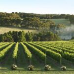 Mornington Peninsula Wine Day Tour - Who Will Enjoy This Tour?