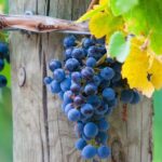 Mornington Peninsula Winery Bus Tour including lunch with a glass of wine - Why This Tour Offers Great Value