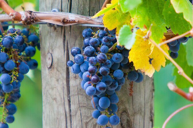 Mornington Peninsula Winery Bus Tour including lunch with a glass of wine - Why This Tour Offers Great Value