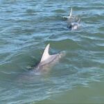 Morris Island Private Excursion - In-Depth Review of the Morris Island Private Excursion