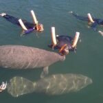 Most Popular 3hr Manatee Swim Tour + In-Water Guide! - Final Thoughts: Who Is This Tour Best For?