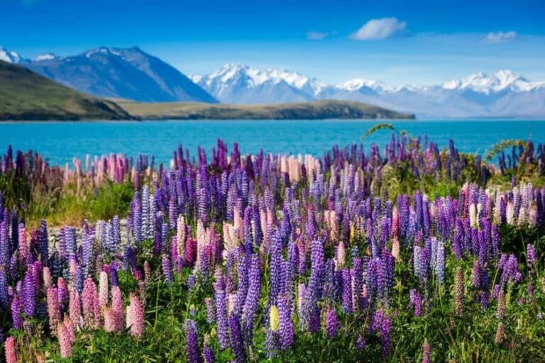 Mount Cook Day Tour: Mount Cook to Christchurch - The Landscape and the Experience
