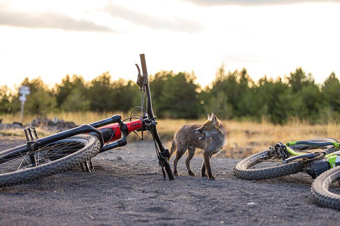Mount Etna: All around on E-bike - What Past Travelers Say