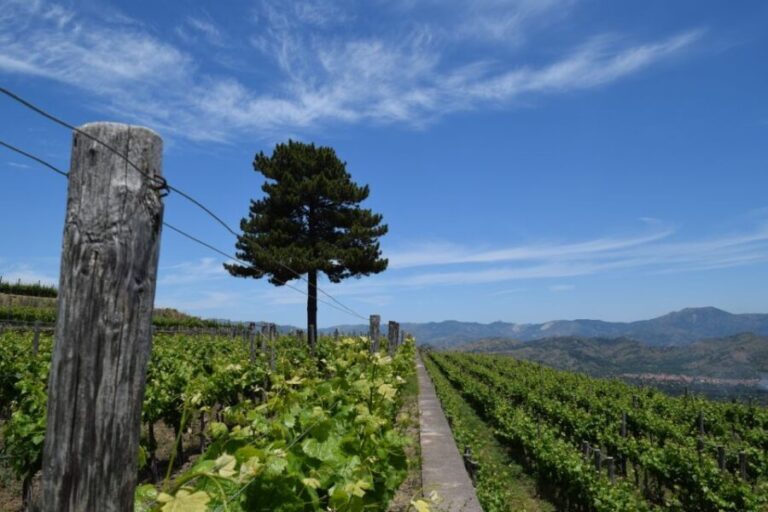 Mount Etna: Winery Tour and Tasting - Who Should Consider This Tour?