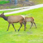 Mount Royal Hotel to Banff National Park Minivan Tour - FAQ