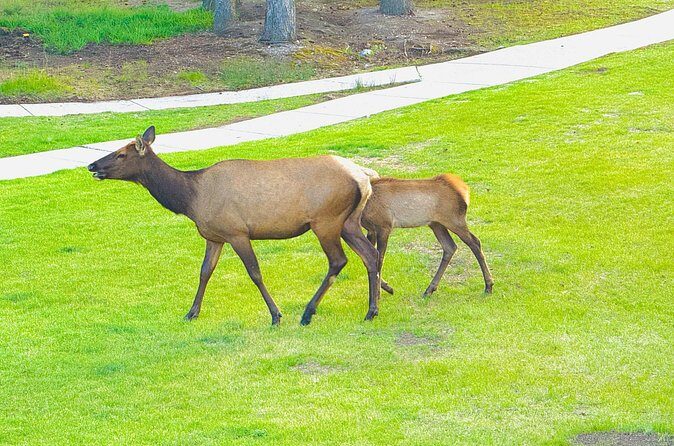 Mount Royal Hotel to Banff National Park Minivan Tour - FAQ