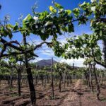 Mount Vesuvius & Wine Tasting with Lunch Private Tour - Who Should Book This Tour?