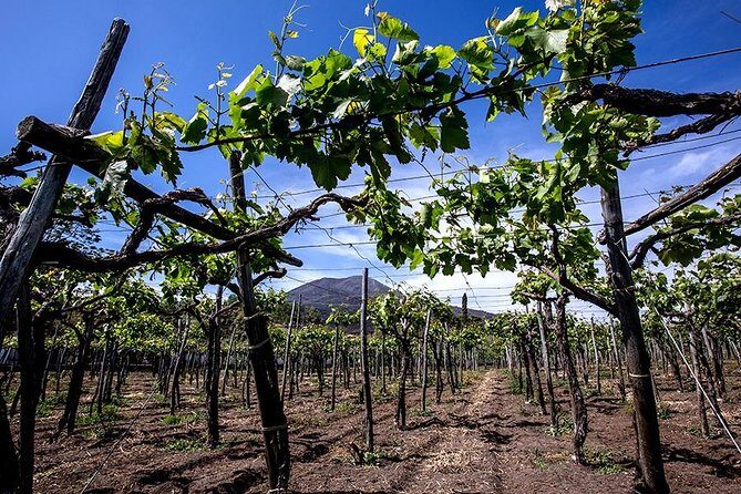 Mount Vesuvius & Wine Tasting with Lunch Private Tour - Who Should Book This Tour?