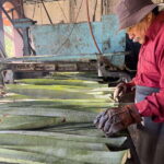 Mountain Biking in the Mayan Jungle / Visit Cenotes / Hacienda - Practical Details and Tips