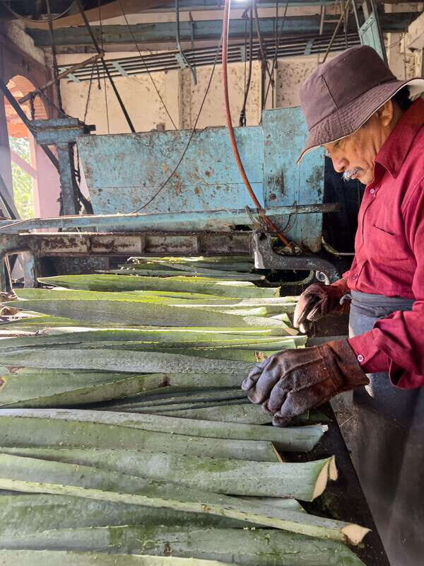 Mountain Biking in the Mayan Jungle / Visit Cenotes / Hacienda - Practical Details and Tips