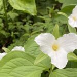 Mountaineer's Way Hike in the Smokies - The Itinerary: What to Expect