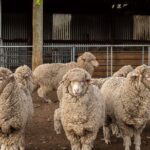 Mt. Hay Farm Experience Genuine Country Farming(Carbon Positive) - A Close-Up Look at the Mt. Hay Farm Experience