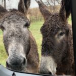 Mt Rushmore, Crazy Horse, Custer State Park Monument Tour - A Deep Dive into the Black Hills Experience